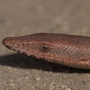 Lialis burtonis at Stromlo, ACT - 5 Oct 2020