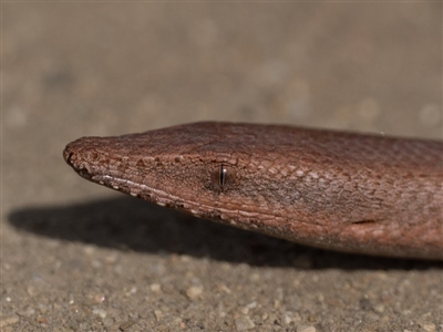 Lialis burtonis (Burton's Snake-lizard) at Stromlo, ACT - 5 Oct 2020 by patrickcox