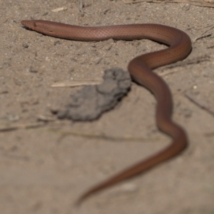 Lialis burtonis at Stromlo, ACT - 5 Oct 2020