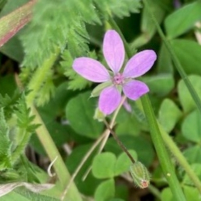 Erodium cicutarium (Common Storksbill, Common Crowfoot) at Griffith, ACT - 5 Oct 2020 by AlexKirk