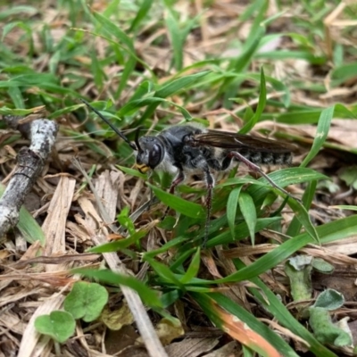 Tiphiidae (family) (Unidentified Smooth flower wasp) at Quaama, NSW - 5 Oct 2020 by FionaG