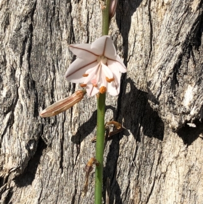 Asphodelus fistulosus (Onion Weed) at Hackett, ACT - 1 Oct 2020 by cmobbs