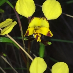 Diuris nigromontana at Aranda, ACT - 5 Oct 2020