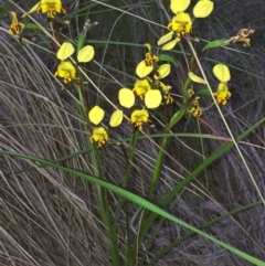 Diuris nigromontana at Aranda, ACT - 5 Oct 2020