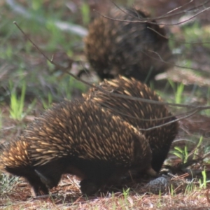 Tachyglossus aculeatus at Gundaroo, NSW - 18 Aug 2020