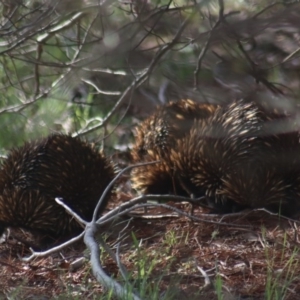 Tachyglossus aculeatus at Gundaroo, NSW - 18 Aug 2020