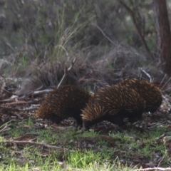 Tachyglossus aculeatus at Gundaroo, NSW - 18 Aug 2020 02:32 PM