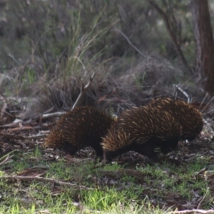 Tachyglossus aculeatus at Gundaroo, NSW - 18 Aug 2020 02:32 PM