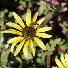 Melangyna viridiceps at Gundaroo, NSW - 25 Aug 2020