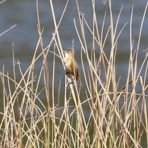 Acrocephalus australis at Monash, ACT - 4 Oct 2020