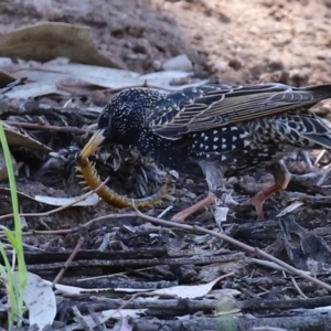 Scolopendromorpha (order) at Monash, ACT - 4 Oct 2020 12:51 PM