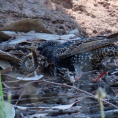 Scolopendromorpha (order) at Monash, ACT - 4 Oct 2020 12:51 PM