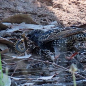 Scolopendromorpha (order) at Monash, ACT - 4 Oct 2020 12:51 PM