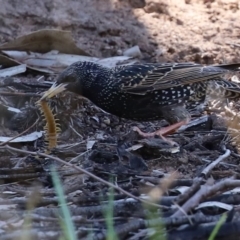 Scolopendromorpha (order) at Monash, ACT - 4 Oct 2020 12:51 PM