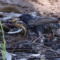 Scolopendromorpha (order) at Monash, ACT - 4 Oct 2020 12:51 PM