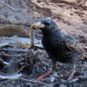 Scolopendromorpha (order) at Monash, ACT - 4 Oct 2020 12:51 PM