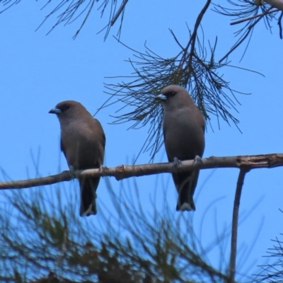 Artamus cyanopterus (Dusky Woodswallow) at Tuggeranong Creek to Monash Grassland - 4 Oct 2020 by RodDeb