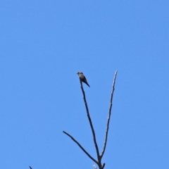 Artamus cyanopterus cyanopterus at Monash, ACT - 4 Oct 2020