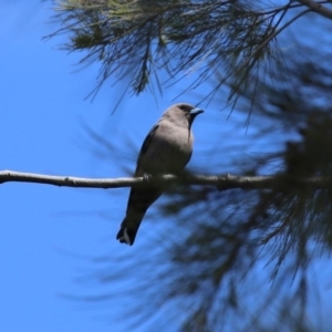 Artamus cyanopterus cyanopterus at Monash, ACT - 4 Oct 2020