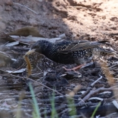 Sturnus vulgaris (Common Starling) at Monash, ACT - 4 Oct 2020 by RodDeb