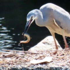 Misgurnus anguillicaudatus at Monash, ACT - 4 Oct 2020 02:12 PM