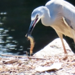 Misgurnus anguillicaudatus at Monash, ACT - 4 Oct 2020 02:12 PM