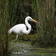 Ardea alba (Great Egret) at Tuggeranong Creek to Monash Grassland - 4 Oct 2020 by RodDeb