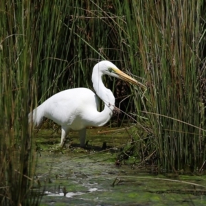 Ardea alba at Monash, ACT - 4 Oct 2020 12:44 PM