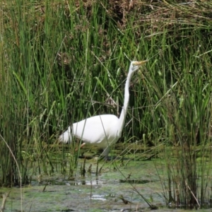 Ardea alba at Monash, ACT - 4 Oct 2020 12:44 PM