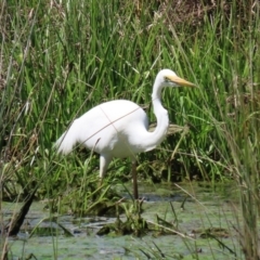 Ardea alba at Monash, ACT - 4 Oct 2020 12:44 PM