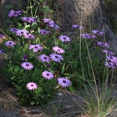 Dimorphotheca ecklonis (South African Daisy) at Monash, ACT - 4 Oct 2020 by RodDeb