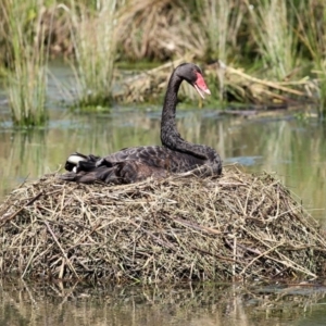 Cygnus atratus at Monash, ACT - 4 Oct 2020