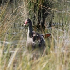 Cygnus atratus at Monash, ACT - 4 Oct 2020