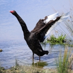 Cygnus atratus at Monash, ACT - 4 Oct 2020