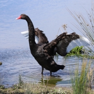 Cygnus atratus at Monash, ACT - 4 Oct 2020