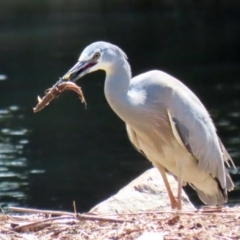 Egretta novaehollandiae at Monash, ACT - 4 Oct 2020