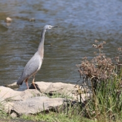 Egretta novaehollandiae at Monash, ACT - 4 Oct 2020