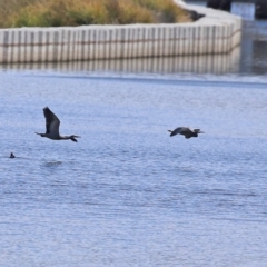 Egretta novaehollandiae at Monash, ACT - 4 Oct 2020