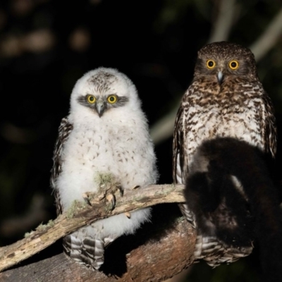 Ninox strenua (Powerful Owl) at Cotter River, ACT - 3 Oct 2020 by TyrieStarrs