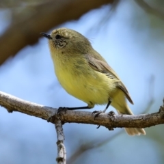 Acanthiza nana at Monash, ACT - 4 Oct 2020