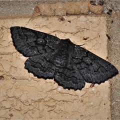 Melanodes anthracitaria (Black Geometrid) at Wanniassa, ACT - 4 Oct 2020 by JohnBundock