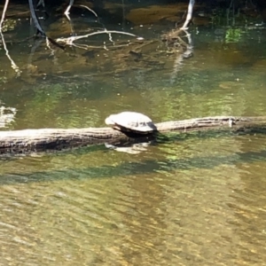 Chelodina longicollis at Booth, ACT - 5 Oct 2020