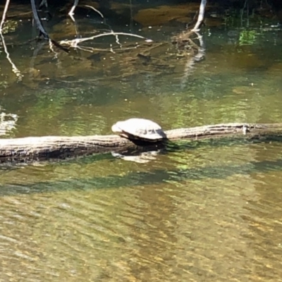 Chelodina longicollis at Booth, ACT - 5 Oct 2020 by KMcCue