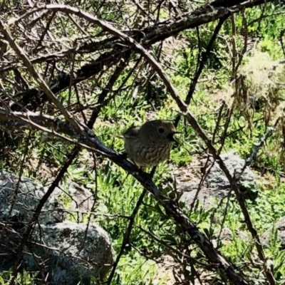 Acanthiza pusilla (Brown Thornbill) at Booth, ACT - 5 Oct 2020 by KMcCue