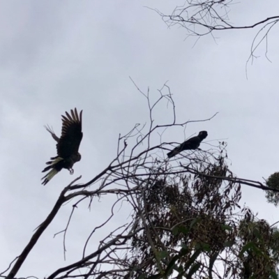 Zanda funerea (Yellow-tailed Black-Cockatoo) at Booth, ACT - 5 Oct 2020 by KMcCue