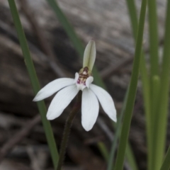Caladenia fuscata (Dusky Fingers) at Bruce, ACT - 13 Sep 2020 by AlisonMilton