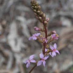 Stylidium graminifolium (Grass Triggerplant) at Downer, ACT - 12 Sep 2020 by AlisonMilton