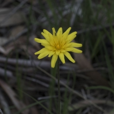 Microseris walteri (Yam Daisy, Murnong) at Downer, ACT - 13 Sep 2020 by AlisonMilton