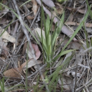 Microseris walteri at Downer, ACT - 13 Sep 2020