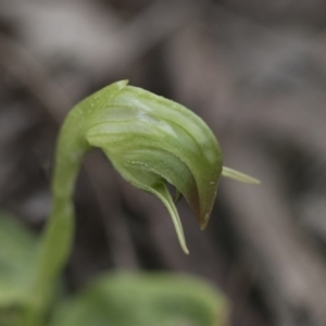 Pterostylis nutans at Downer, ACT - suppressed